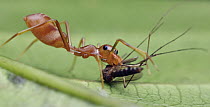 Kerengga Ant-like Jumper (Myrmarachne plataleoides), ant mimic, with prey, Angkor Wat, Cambodia