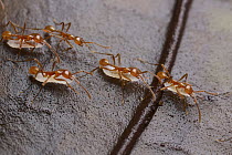 Army Ant (Aenictus sp) group carrying larvae, Bukit Barisan Selatan National Park, Sumatra, Indonesia