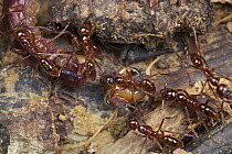 Army Ant (Leptogenys sp) group killing Centipede (Scolopendra sp), Danum Valley Conservation Area, Sabah, Borneo, Malaysia