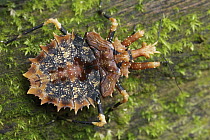 Assassin Bug (Neocentrocnemis sp), Gunung Leuser National Park, Sumatra, Indonesia
