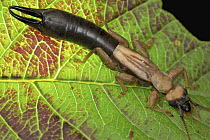 Earwig female, Mount Isarog National Park, Philippines