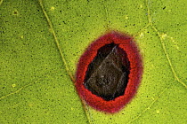 Leaf with virus, Antananarivo, Madagascar