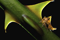 Treehopper (Membracidae)mimicking a thorn, Udzungwa Mountains National Park, Tanzania