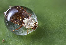 Flat Bug (Aradidae) trapped in water droplet, Mananara Nord National Park, Madagascar