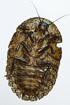 Bark Cockroach (Laxta sp) underside, Yasuni National Park, Ecuador