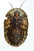 Bark Cockroach (Laxta sp), Yasuni National Park, Ecuador