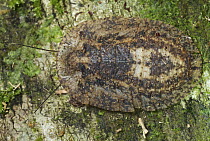 Bark Cockroach (Laxta sp), Hitoy Cerere Biological Reserve, Costa Rica