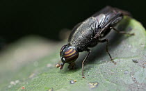 Soldier Fly (Stratiomyidae) female, beetle mimic, Udzungwa Mountains National Park, Tanzania