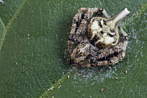 Orb-weaver Spider (Eriovixia sp), bird dropping mimic, Cuc Phuong National Park, Vietnam