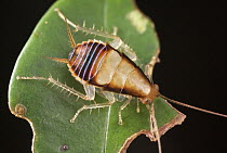 Cockroach, Mananara Nord National Park, Madagascar