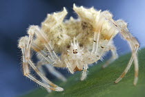 Orb-weaver Spider (Acantharachne milloti), Andasibe-Mantadia National Park, Antananarivo, Madagascar