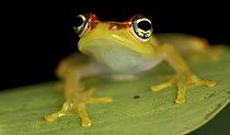 Mantellid Frog (Boophis bottae), Antananarivo, Madagascar