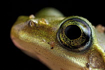 Mantellid Frog (Boophis doulioti), Ankarafantsika National Park, Madagascar