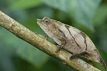 Dwarf Forest Chameleon (Rhampholeon boulengeri), Nyungwe Forest, Rwanda