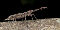 Straight-snouted Weevil (Brentidae) with mite, Mount Kinabalu National Park, Sabah, Borneo, Malaysia