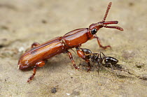 Ant (Crematogaster sp) attacking Straight-snouted Weevil (Brentidae), Mount Isarog National Park, Philippines