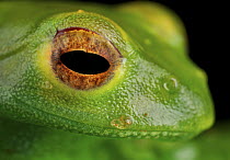 Malagasy Web-footed Frog (Boophis luteus), Antananarivo, Madagascar