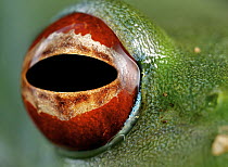 Malagasy Web-footed Frog (Boophis luteus) eye, Antananarivo, Madagascar