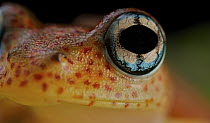 Mantellid Frog (Boophis pyrrhus) eye, Andasibe-Mantadia National Park, Antananarivo, Madagascar