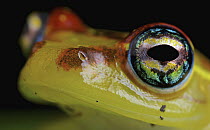 Mantellid Frog (Boophis bottae), Antananarivo, Madagascar