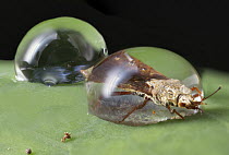 Flat Bug (Aradidae) trapped in water droplet, Mananara Nord National Park, Madagascar
