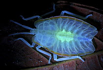 Tessaratomid (Tessaratoma sp), photographed under uv light, Cuc Phuong National Park, Vietnam