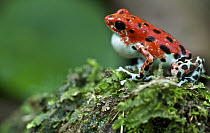 Strawberry Poison Dart Frog (Oophaga pumilio), bastimentos morph, male calling, Bastimentos Island, Panama