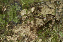 Eirunepe Snouted Treefrog (Scinax garbei) camouflaged on tree, Yasuni National Park, Ecuador