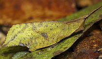 Grasshopper (Systella sp), leaf mimic, Danum Valley Conservation Area, Sabah, Borneo, Malaysia