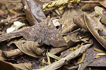 Looper Moth (Geometridae) camouflaged in leaf litter, Hitoy Cerere Biological Reserve, Costa Rica