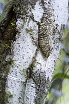 Leatherleaf Slug (Veronicellidae), new species, Ranomafana National Park, Madagascar