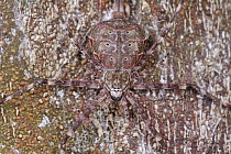 Two-tailed Spider (Hersiliidae) camouflaged on tree, Andasibe-Mantadia National Park, Antananarivo, Madagascar