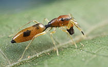 Ant-mimicking Jumping Spider (Myrmarachne sp), Virunga National Park, Democratic Republic of the Congo