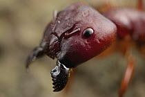 Carpenter Ant (Camponotus sp), Virunga National Park, Democratic Republic of the Congo