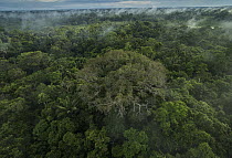 Rainforest canopy, Yasuni National Park, Ecuador