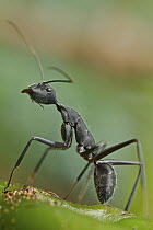 Carpenter Ant (Camponotus sp), Antananarivo, Madagascar