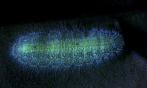 Caterpillar photographed under UV light, Vietnam