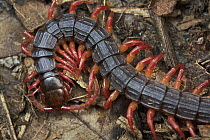 Centipede (Alipes sp), Udzungwa Mountains National Park, Tanzania