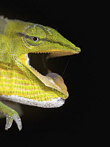 Short-nosed Chameleon (Calumma gastrotaenia) in defensive posture, Andasibe-Mantadia National Park, Antananarivo, Madagascar