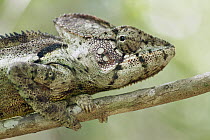 Oustalet's Chameleon (Furcifer oustaleti), Andasibe-Mantadia National Park, Antananarivo, Madagascar