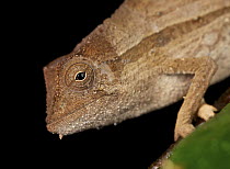 Chameleon (Chamaeleonidae), Andasibe-Mantadia National Park, Antananarivo, Madagascar