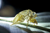 Cicada husk, Gunung Leuser National Park, Sumatra, Indonesia