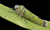 Leafhopper (Cicadellidae), Mount Kinabalu National Park, Sabah, Borneo, Malaysia