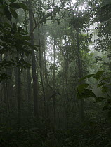 Cloud forest, La Amistad International Park, Costa Rica