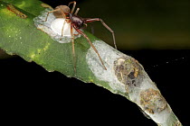 Sac Spider (Clubionidae) with eggs, Danum Valley Conservation Area, Sabah, Borneo, Malaysia