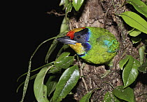 Golden-throated Barbet (Megalaima franklinii) in nest cavity, Bach Ma National Park, Vietnam