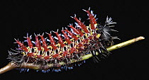 Saturniid Moth (Gonimbrasia zambesina) caterpillar, Udzungwa Mountains National Park, Tanzania