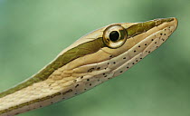 Green-striped Vine Snake (Philodryas argentea), Yasuni National Park, Ecuador