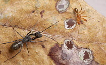 Corinnid Sac Spider (Pranburia mahannopi) pair, ant mimics, Angkor Wat, Cambodia
