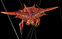 Spiny Spider (Gasteracantha versicolor), Ranomafana National Park, Antananarivo, Madagascar